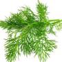 dill.jpg